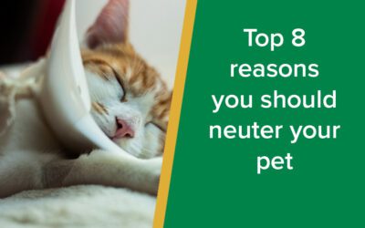 Top 8 Reasons You Should Neuter Your Pet
