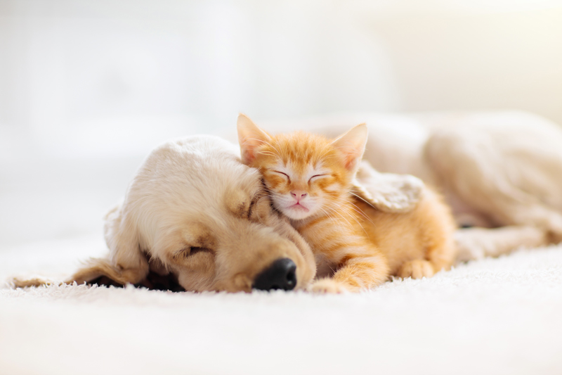 Cute Cat Behaviors You May Recognize, Parkside Animal Hospital