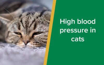 High blood pressure in cats