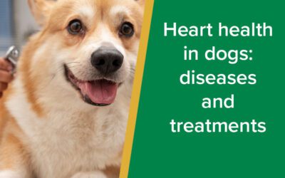 Heart health in dogs: diseases and treatments