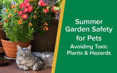 summer-garden-safety-parkside-vets-dundee-wp