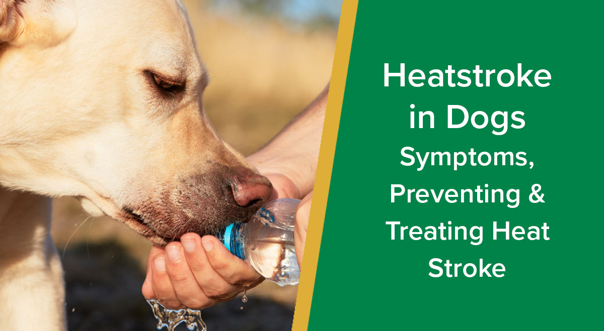 Heatstroke in Dogs Symptoms, Preventing & Treating Heat Stroke