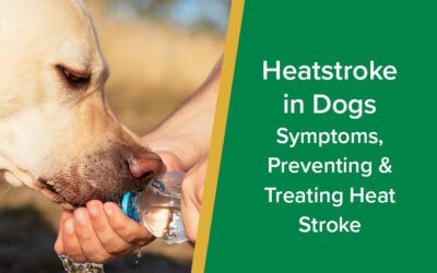 Heatstroke in Dogs | Parkside Vets
