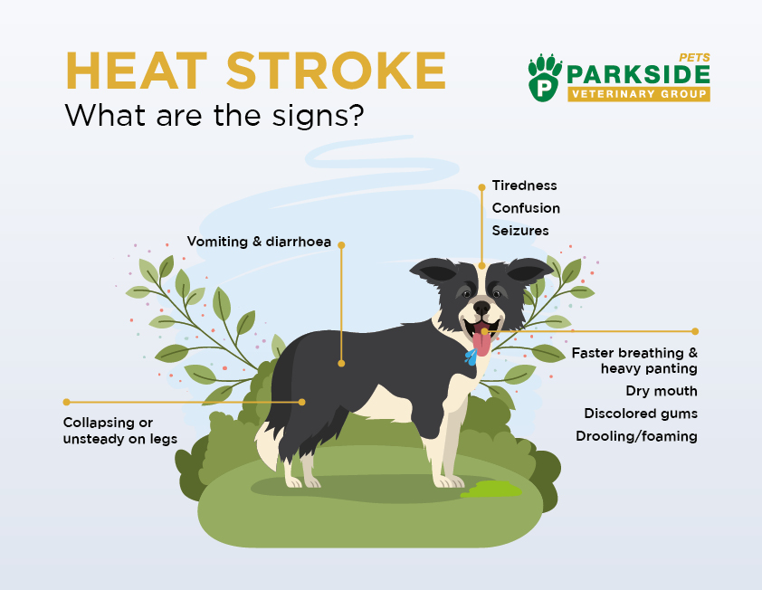 Heatstroke in Dogs | Parkside Vets