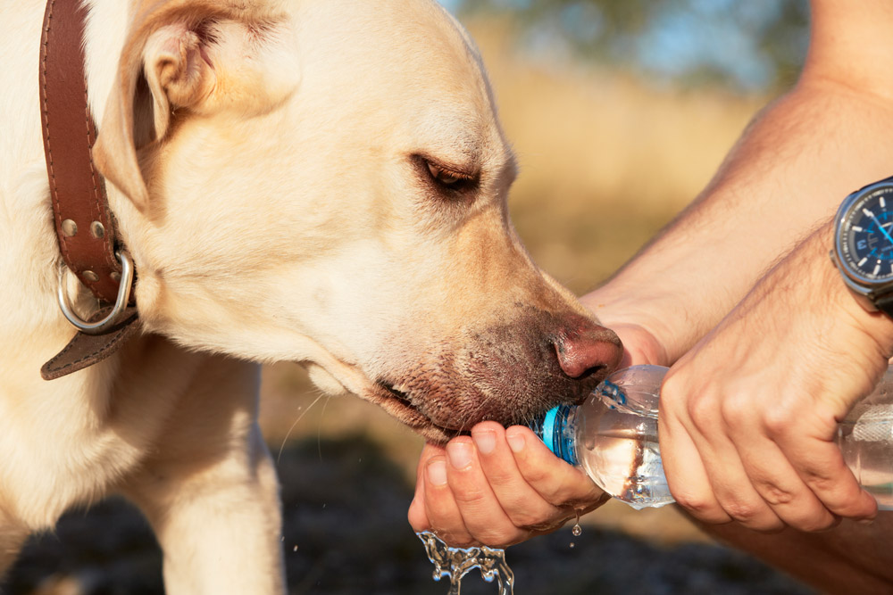 Heatstroke in Dogs | Parkside Vets