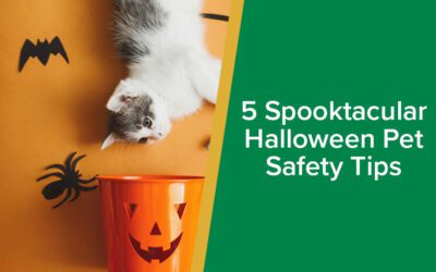 5-halloween-pet-safety-tips-parkside-vets-wp