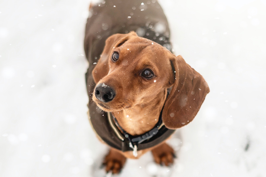 Winter Exercise for Pets: Keeping Your Furry Friends Safe and Active