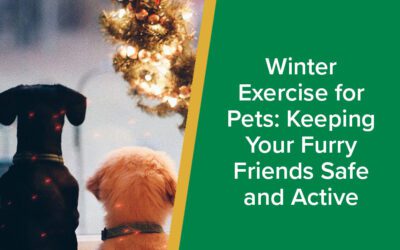 Winter Exercise for Pets: Keeping Your Furry Friends Safe and Active