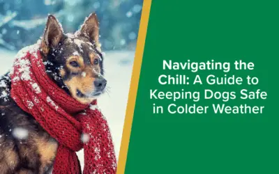 Keeping-Dogs-Safe-Colder-Weather-ParksideVets-Social-Sharing-Images-WP-FB-TW-1–parkside-vets-dundee-barnhill-arbroath-wp