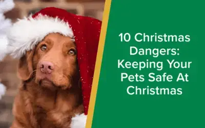 10 Christmas Dangers: Keeping Your Pets Safe At Christmas