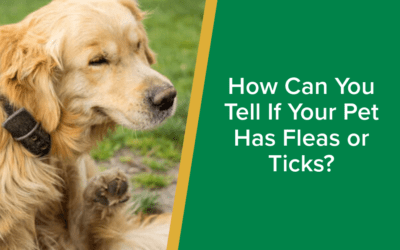 How Can You Tell If Your Pet Has Fleas or Ticks?