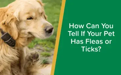 How Can You Tell If Your Pet Has Fleas or Ticks?