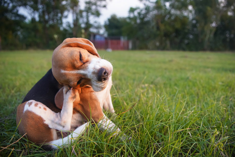 how-can-you-tell-if-your-pet-has-fleas-or-ticks-1