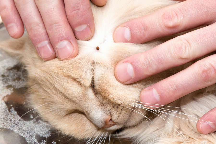 how-can-you-tell-if-your-pet-has-fleas-or-ticks-2