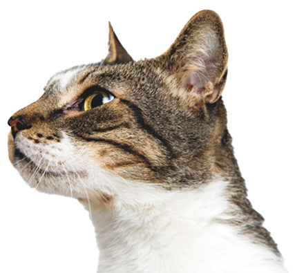 parkside-vets-pet-health-plan-for-cats-1