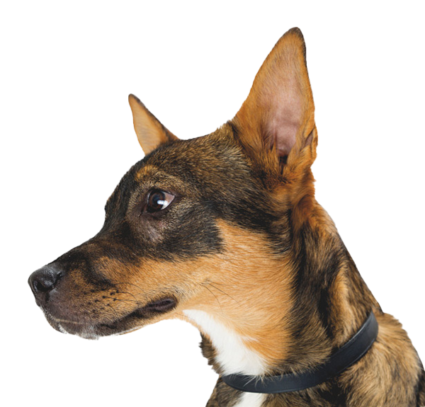 parkside-vets-pet-health-plan-for-dogs-1
