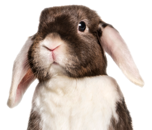 parkside-vets-pet-health-plan-for-rabbits-1