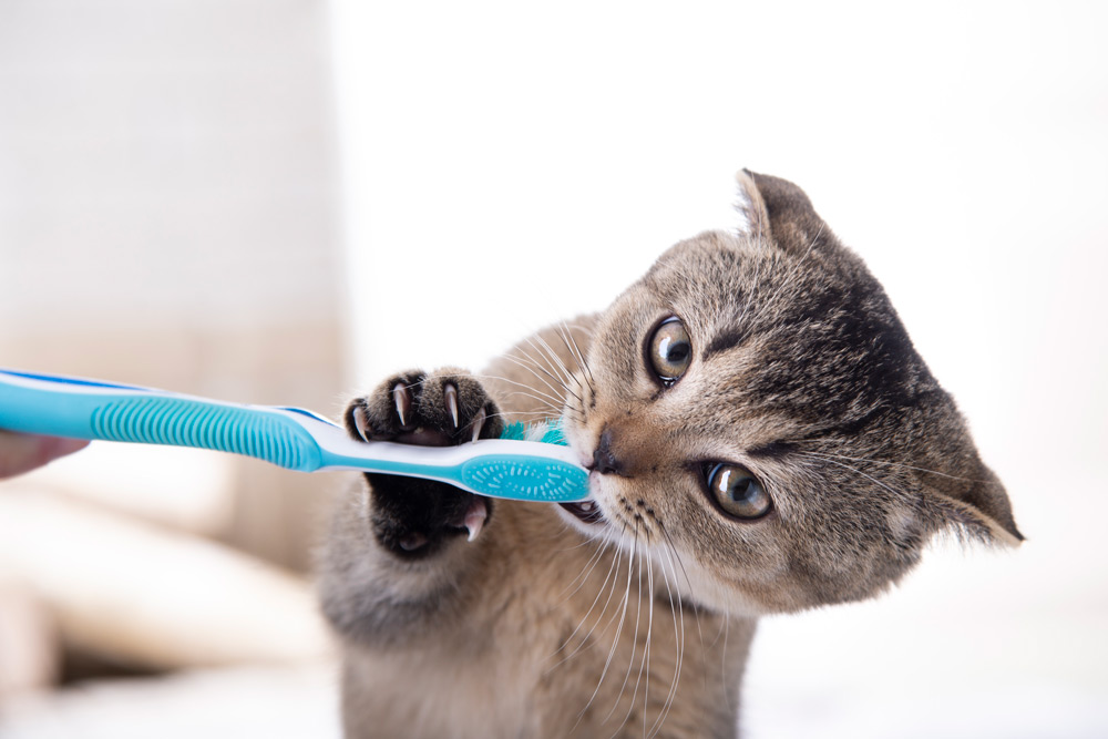 Pet dental problems | Parkside Vets Pets