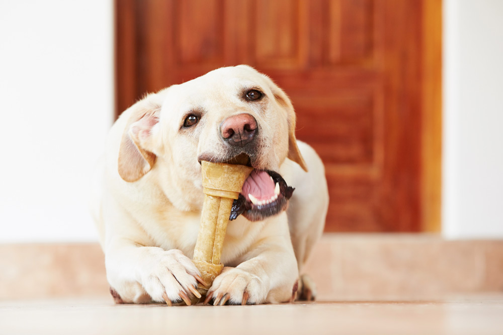 pet-dental-problems-signs-of-dental-disease-dogs-2 Pet dental problems | Parkside Vets Pets