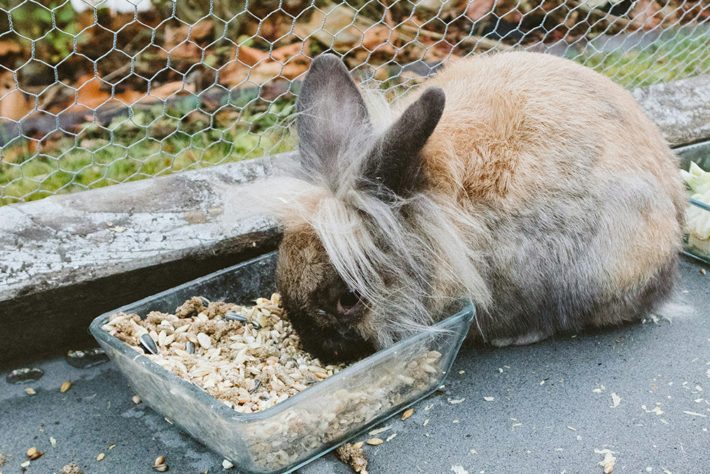 pet-dental-problems-signs-of-dental-disease-rabbits Pet dental problems | Parkside Vets Pets