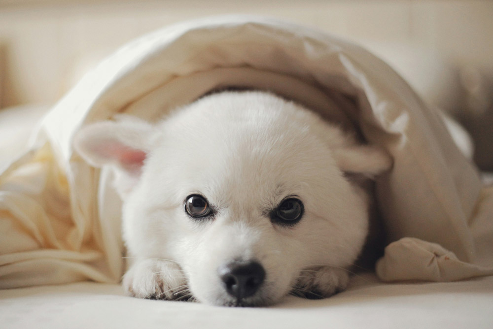 How to keep your pet calm during fireworks on bonfire night | Parkside Vets