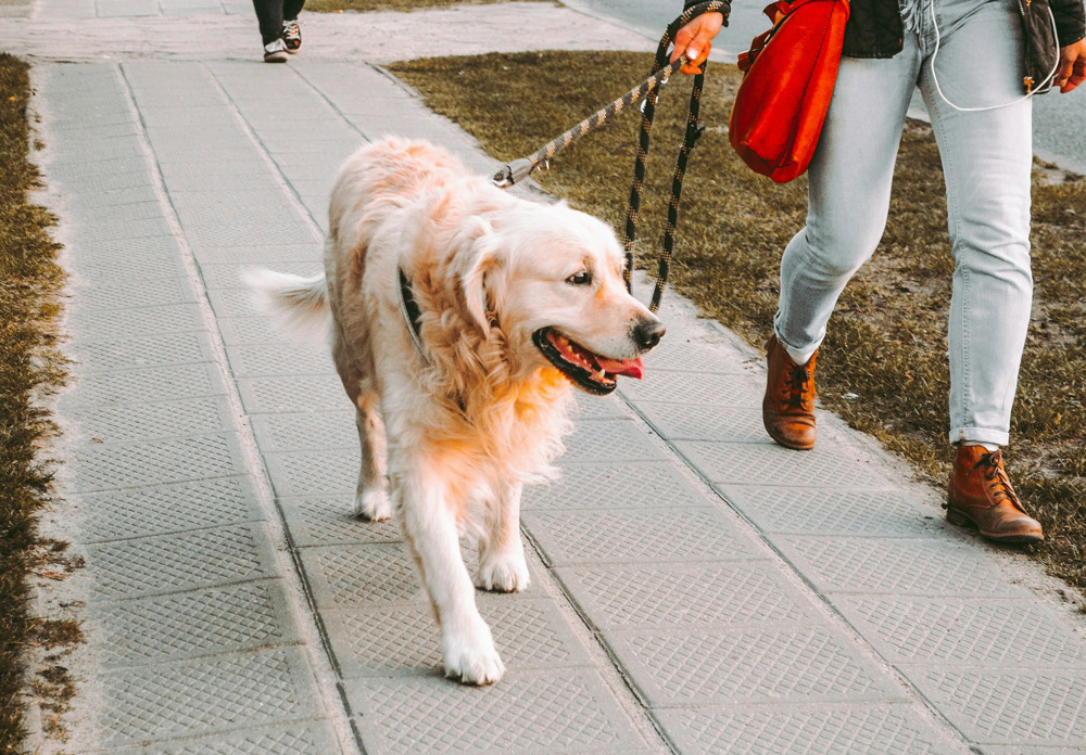How to keep your pet calm during fireworks on bonfire night | Parkside Vets