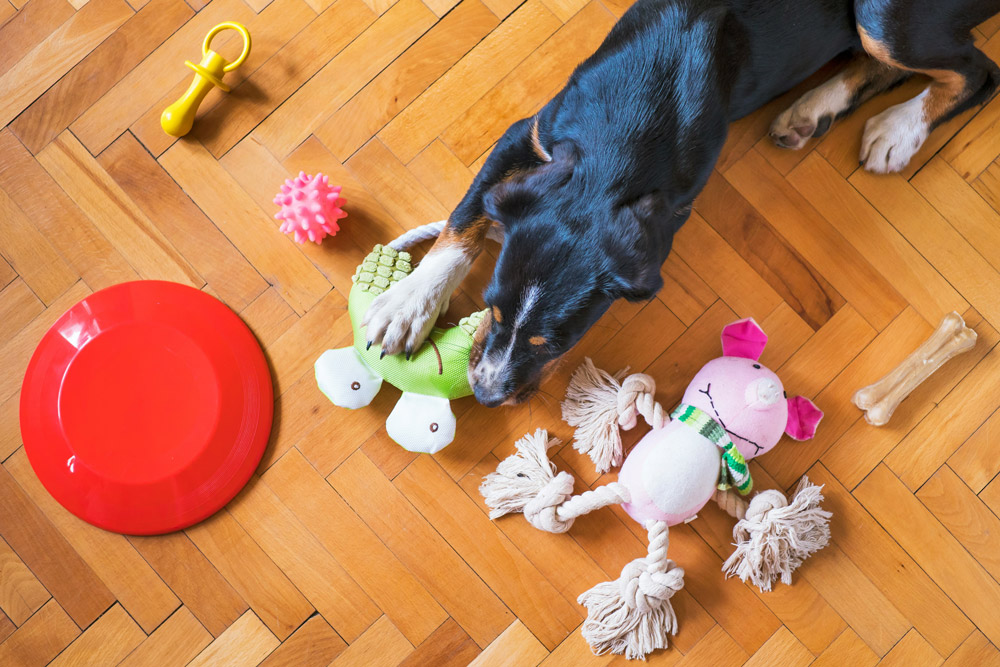 How to keep your pet calm during fireworks on bonfire night | Parkside Vets