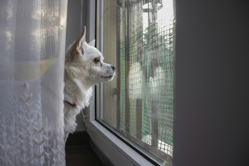 How to keep your pet calm during fireworks on bonfire night | Parkside Vets