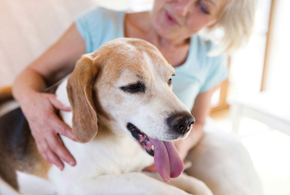 How to keep your pet calm during fireworks on bonfire night | Parkside Vets