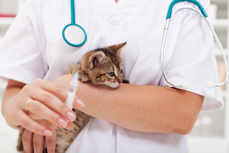 Review Vaccinations | New Year Pet Health Checklist | Elston Vets