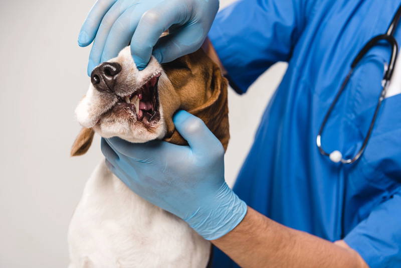 Dental Care | New Year Pet Health Checklist | Elston Vets
