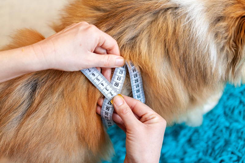 Weight Checks | New Year Pet Health Checklist | Elston Vets