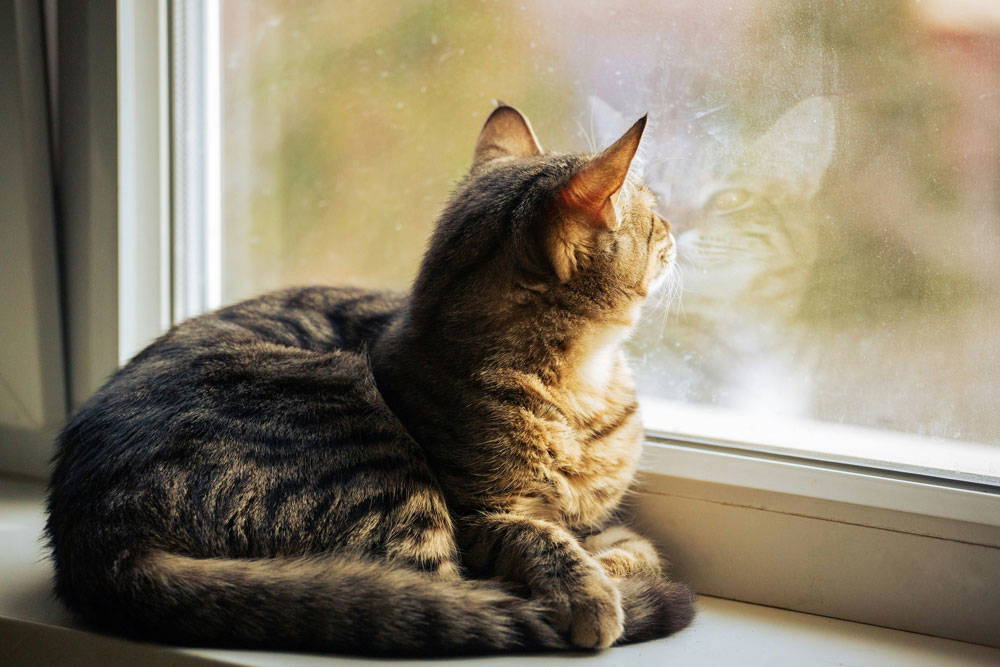 Spring checkups and parasite protection | Parkside Vets Pets