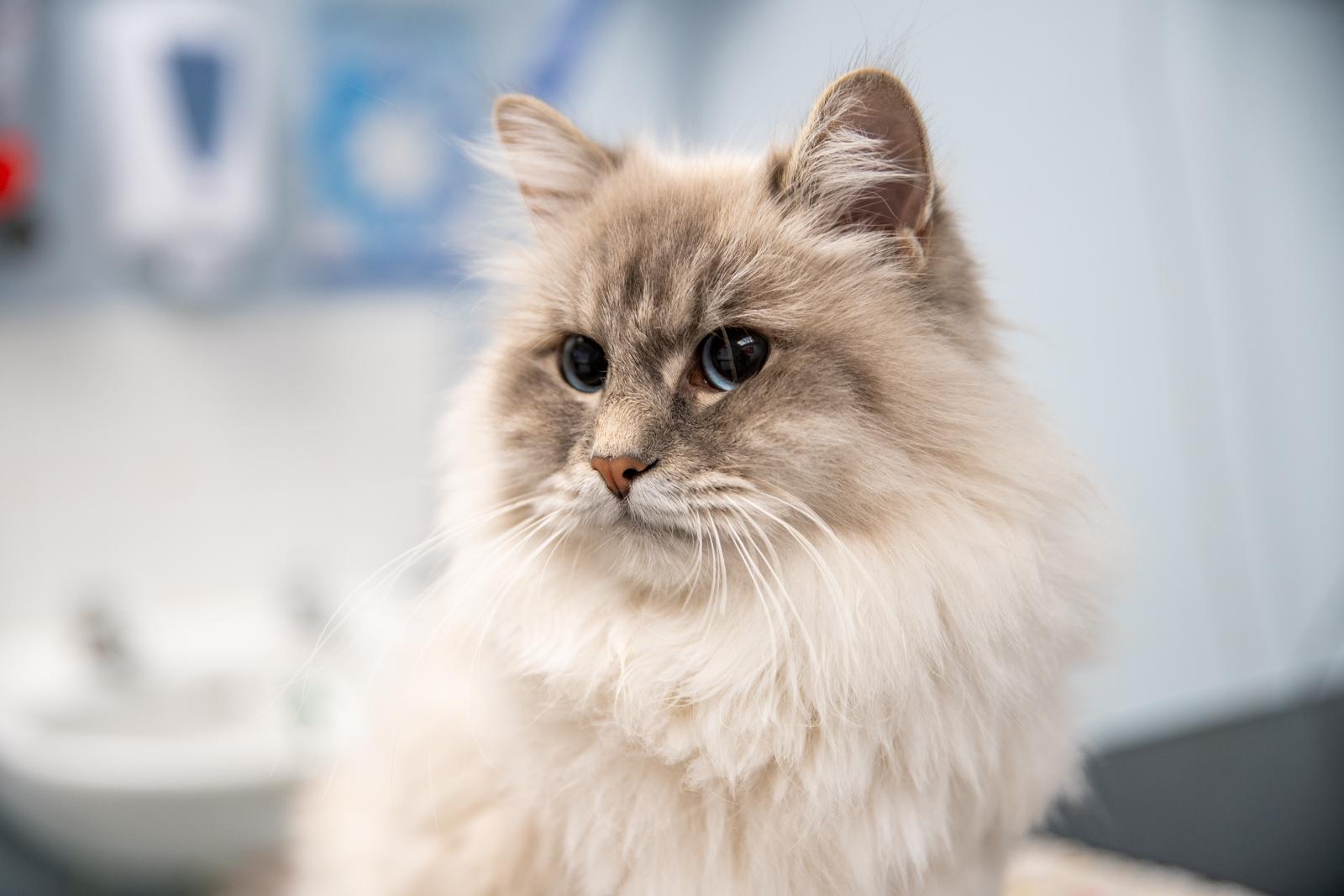 Aireworth Vets SA (Web) 108