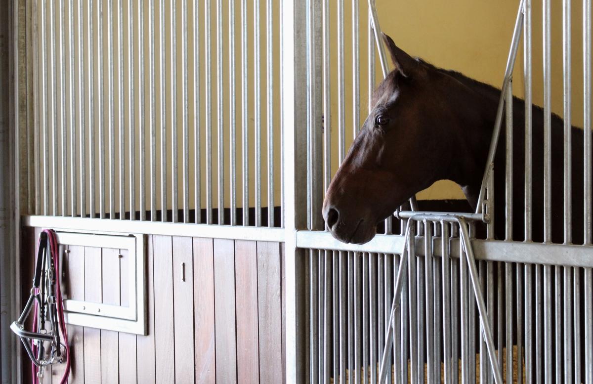 Optimized-Horse in Stable1