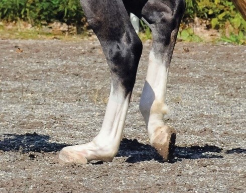 e43b24_54bd32fe71324b0fbd4016db6e68d33c~mv2