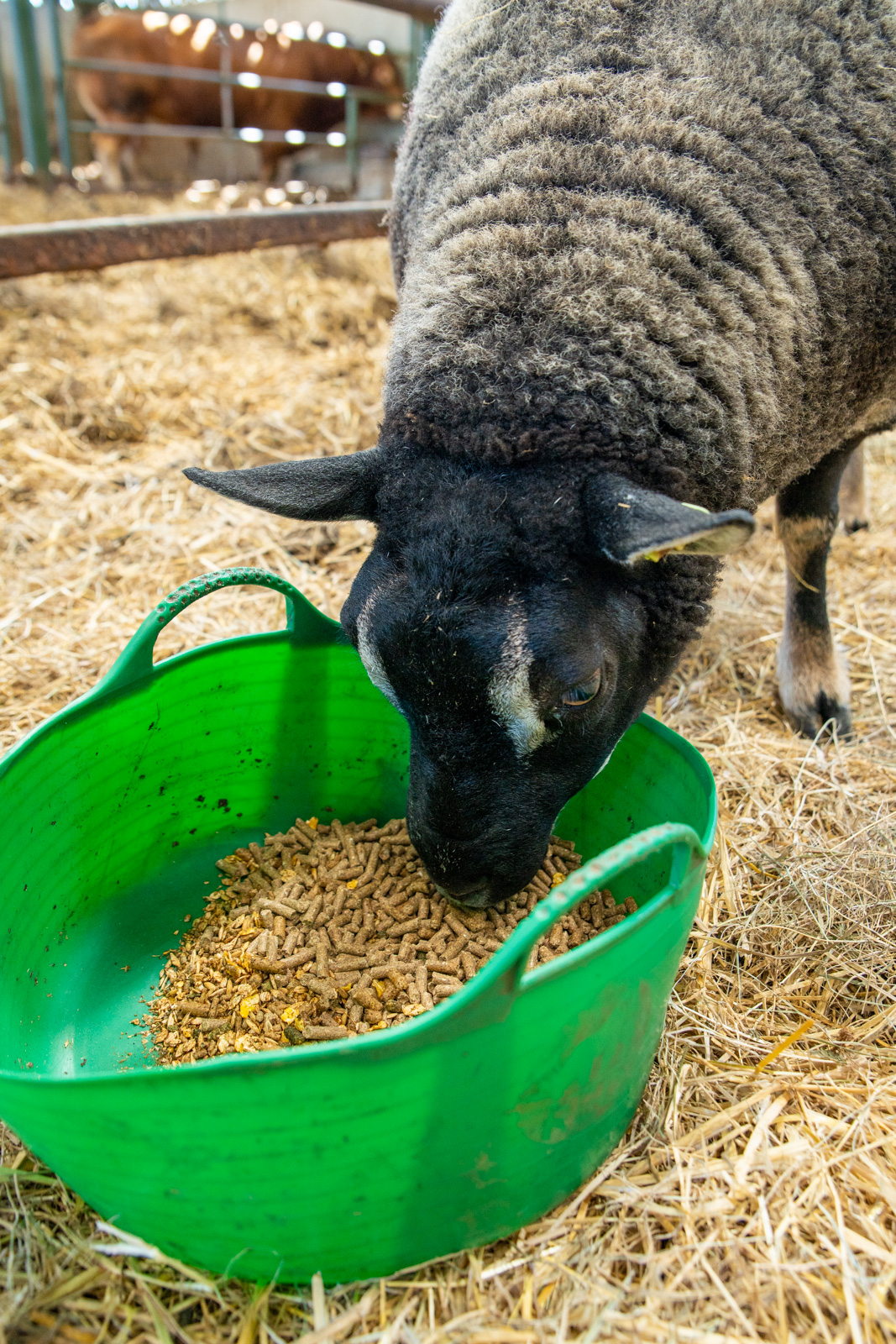 Westpoint - Sheep (Web)-2