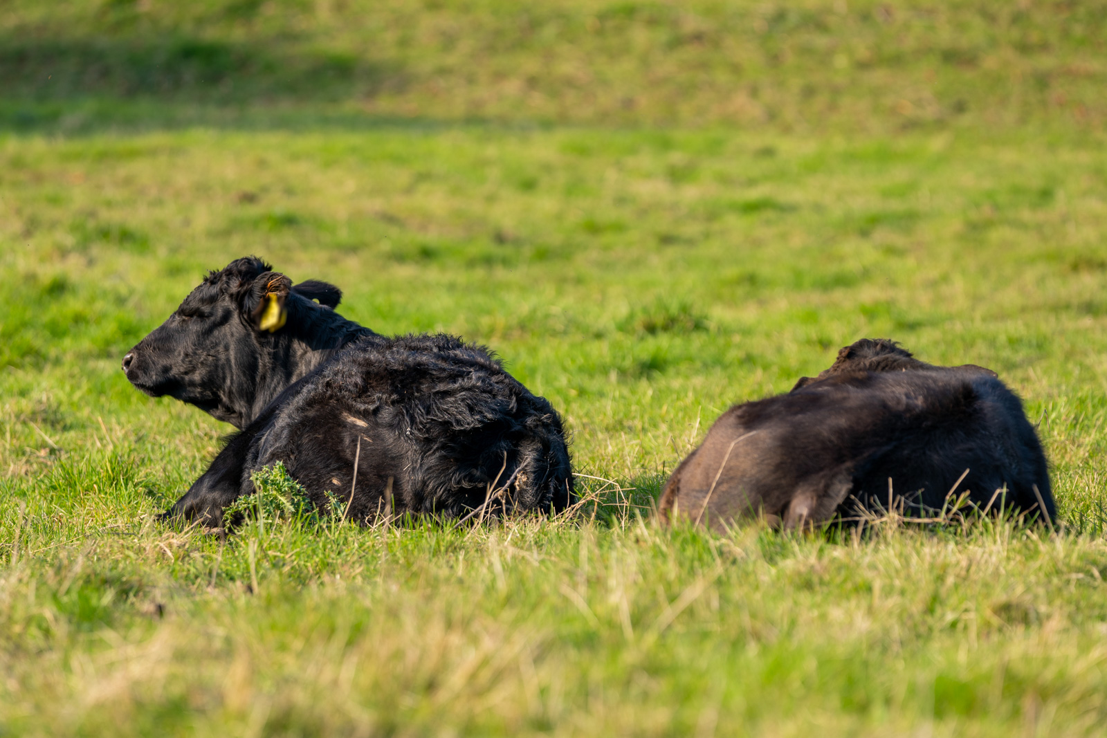 Clevedale Veterinary Practice - Small-Animal (Web) 143