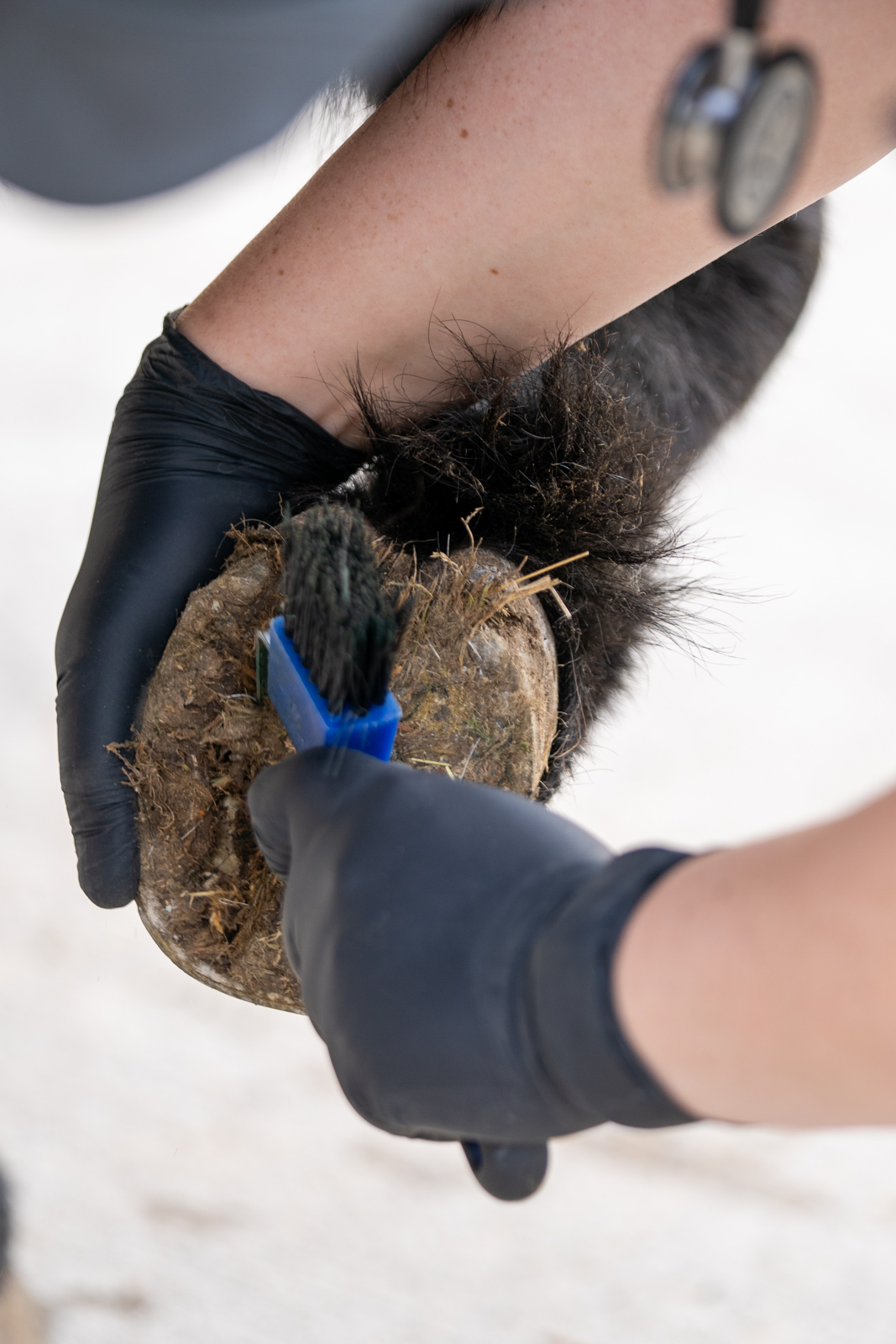 Parkside Veterinary Group - Equine (Web) 031