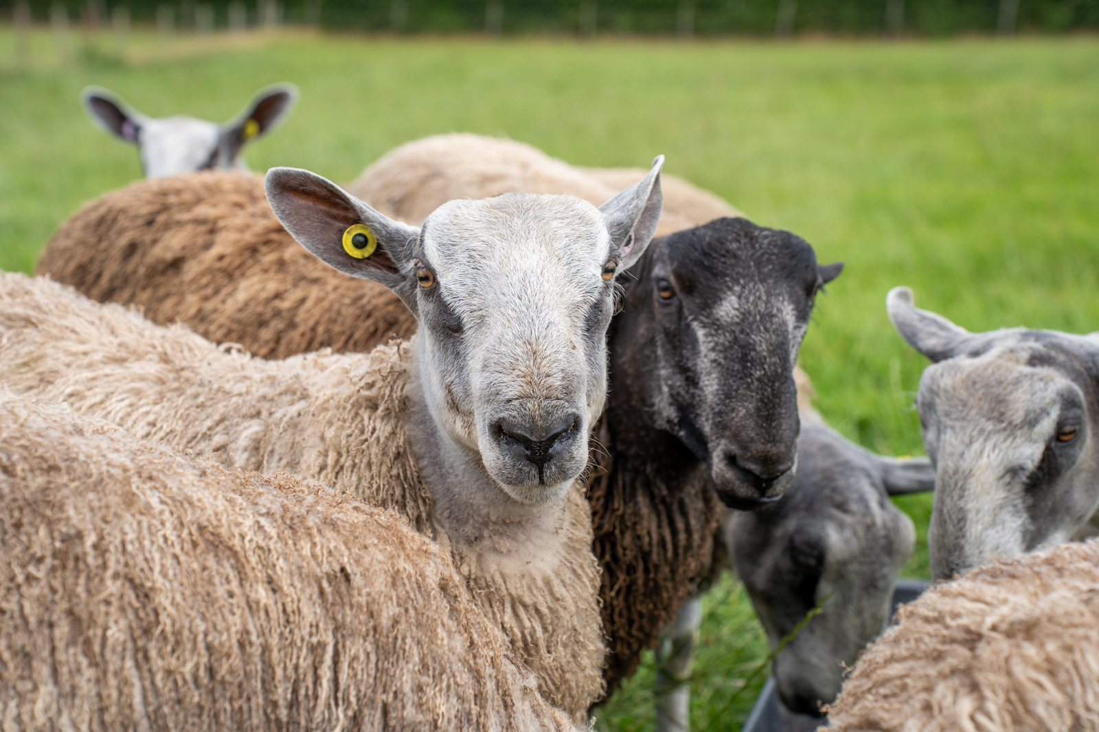 Parkside Veterinary Group - Farm (Web) 011