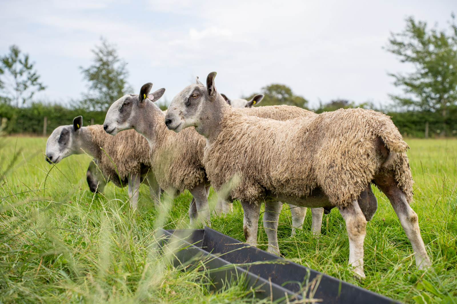 Parkside Veterinary Group - Farm (Web) 014