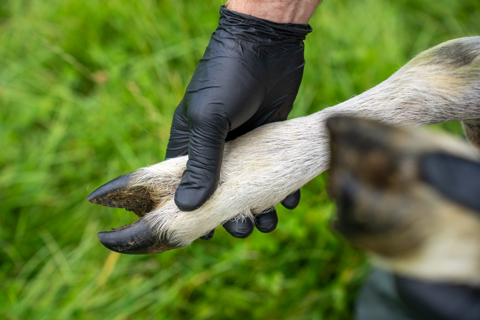 Parkside Veterinary Group - Farm (Web) 019