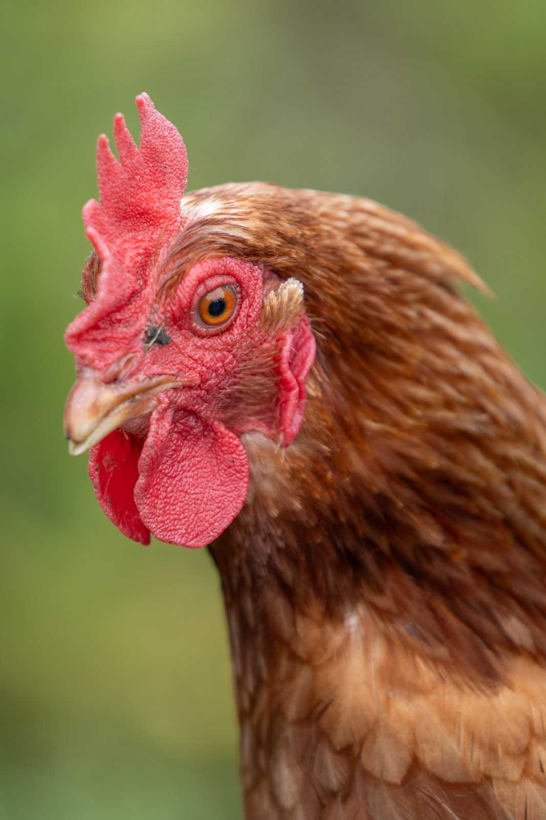 Parkside Veterinary Group - Farm (Web) 025