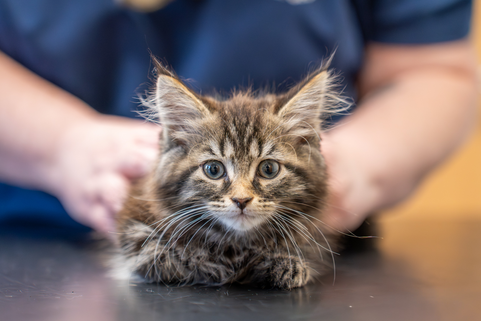 Parkside Veterinary Group - SA (Web) 044