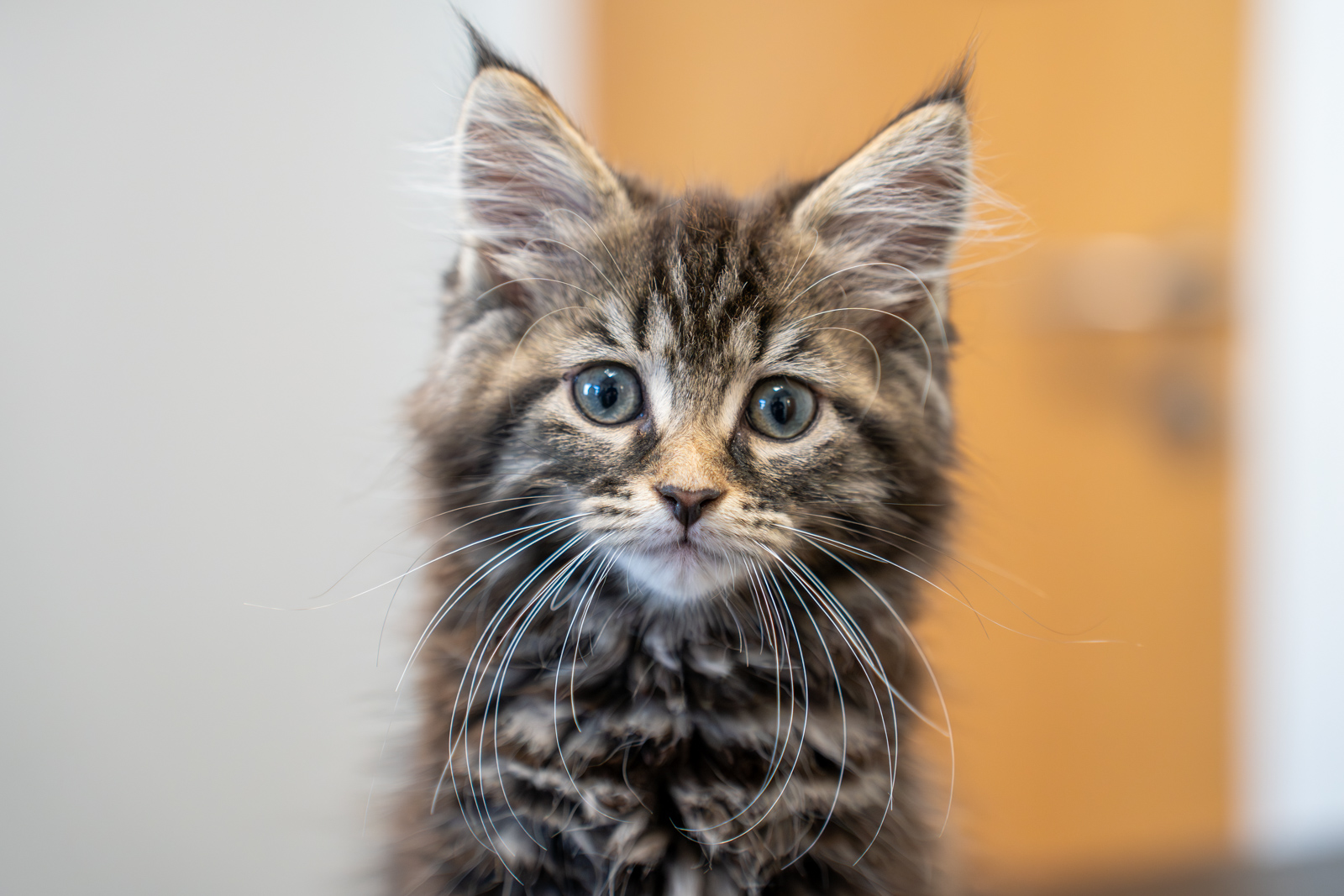 Parkside Veterinary Group - SA (Web) 049