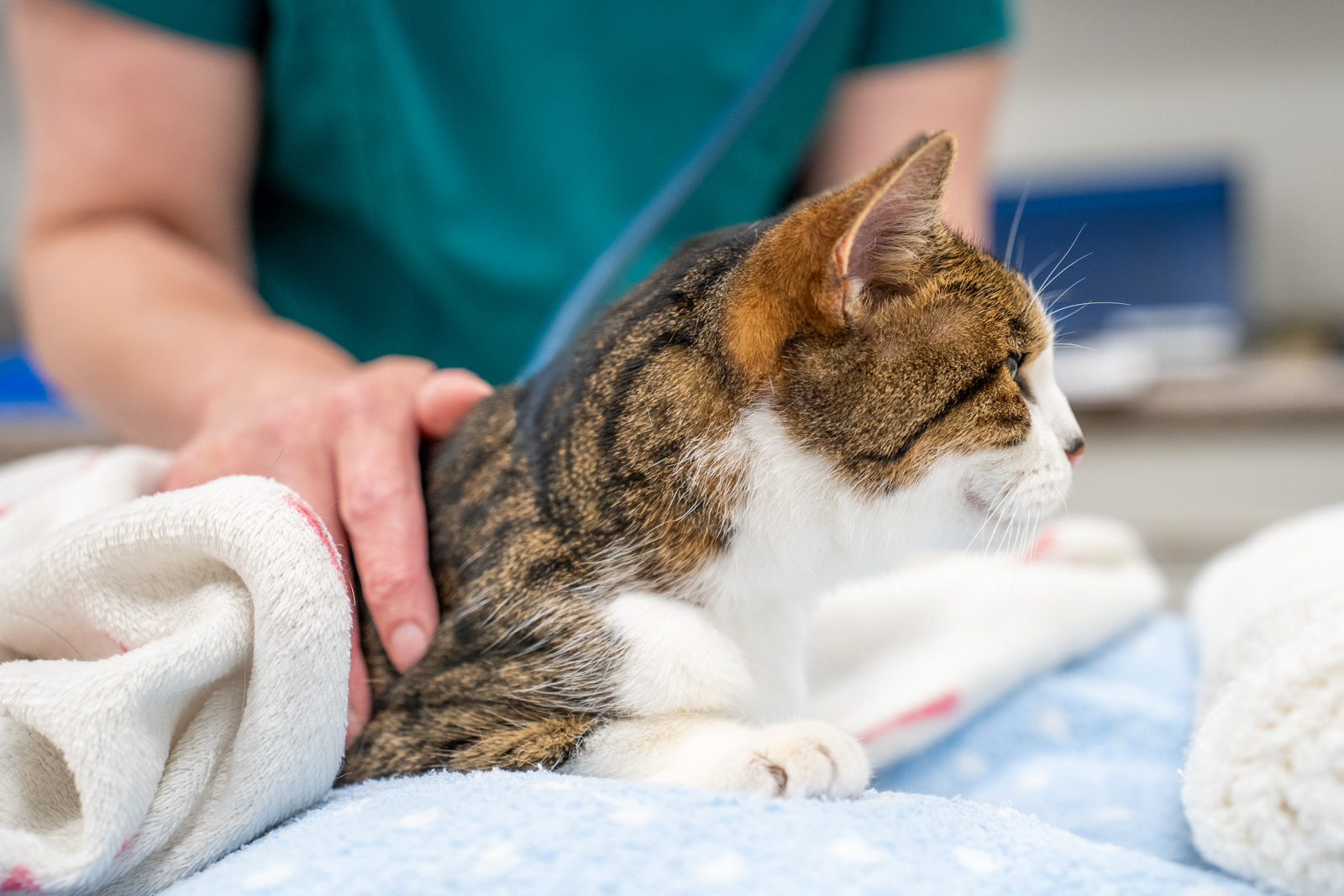 Parkside Veterinary Group - SA (Web) 083